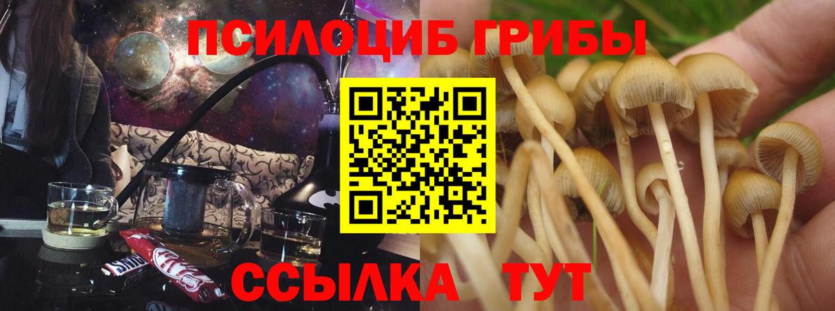 Псилоцибиновые грибы Psilocybe  Вход с VPN  Сатка 
